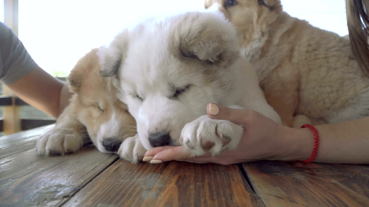 알라바이 품종의 강아지