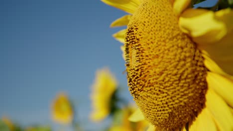 honey bee collecting nectar from a bright yellow sunflower on a sunny field