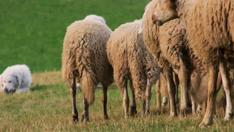 two maremma sheepdog feeding on the meadow with a flock of sheep running