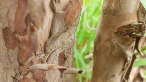 Nahaufnahme-Einer-Ameisengruppe,-Die-Auf-Einem-Stück-Holz-Läuft