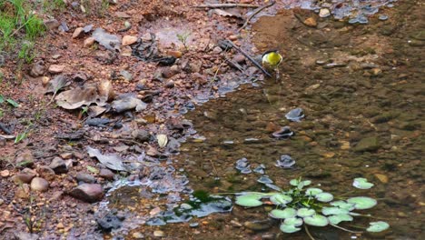 Motacilla-Cinerea-De-Cola-Gris-Vista-En-El-Borde-Pedregoso-Del-Arroyo-Vadeando-En-El-Agua-Para-Buscar-Algo-De-Comida,-Parque-Nacional-Khao-Yai,-Tailandia