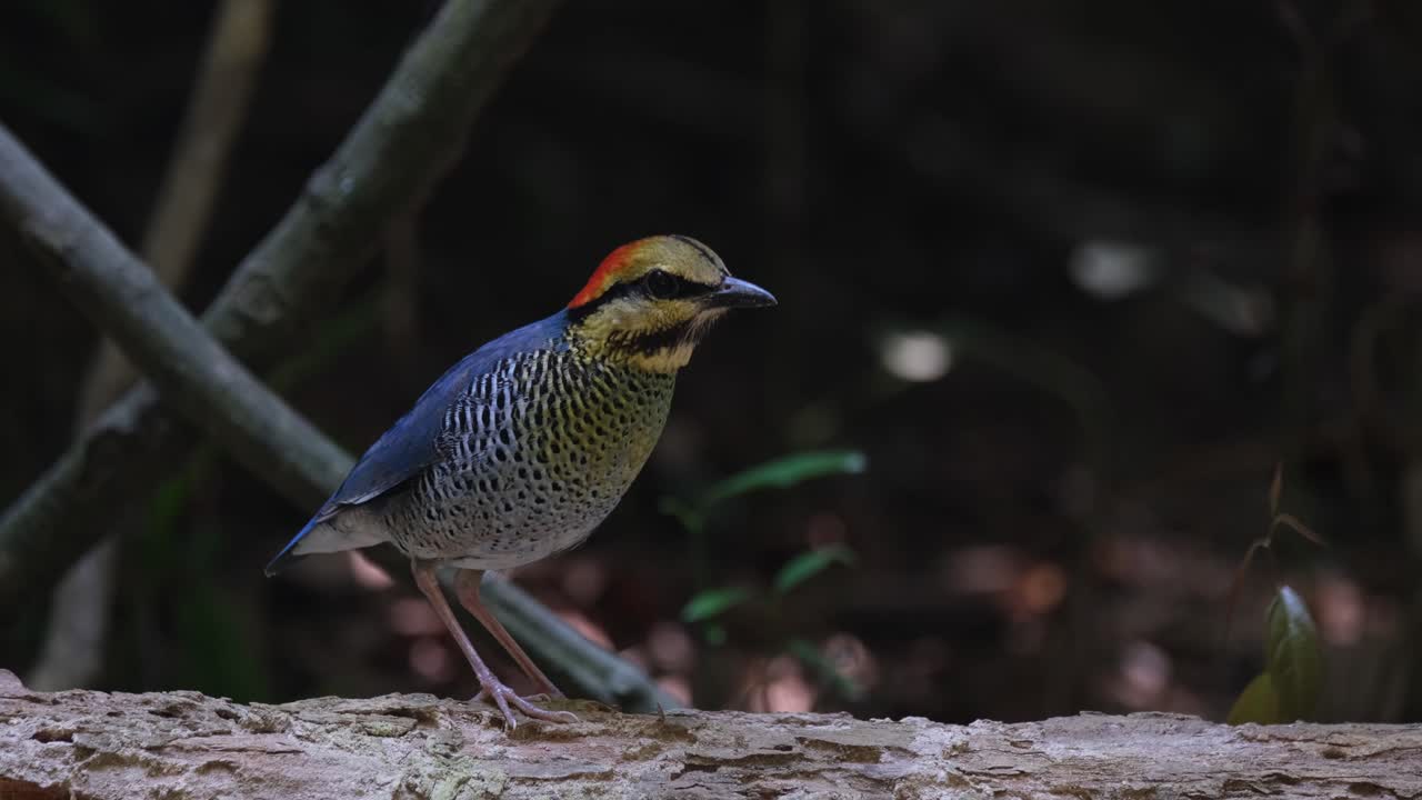 태국 의 파란 피타 하이드로니스 시아네우스 (blue pitta hydrornis cyanneus) 가 나무 어리 위 에 앉아 주위를 둘러보고 있다.