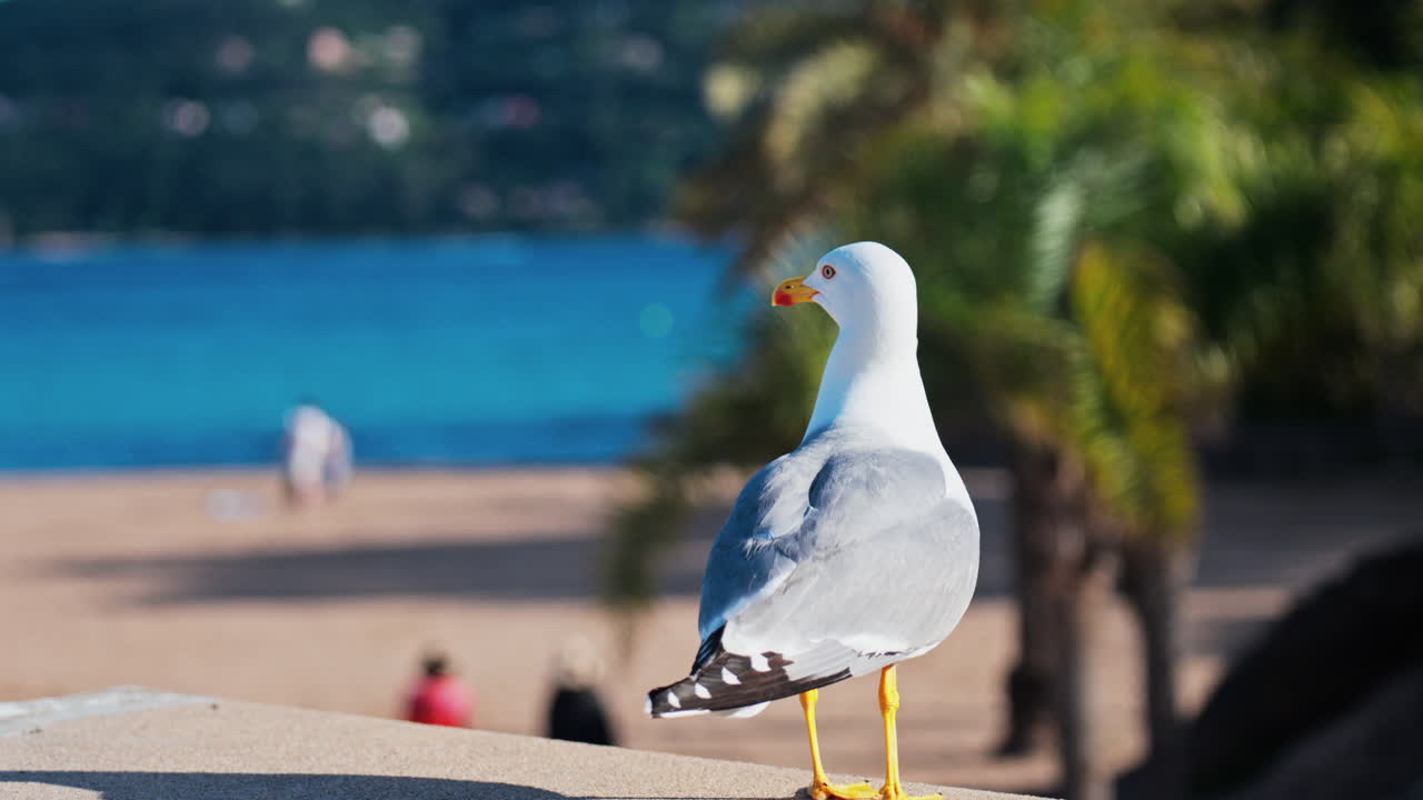 Close up of a seagull standing on a ledge with a blurred view of palm trees and the sea on a sunny day