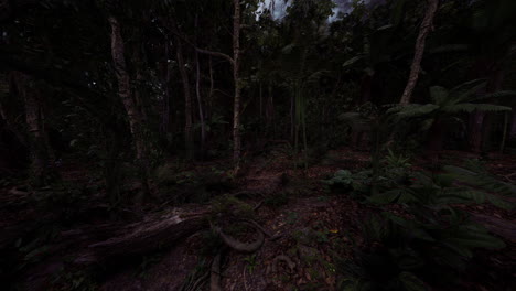 dense forest vegetation captured during twilight in a tropical region