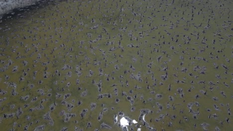 el lago taarbin destruido por el aumento de los niveles de salinidad, australia occidental