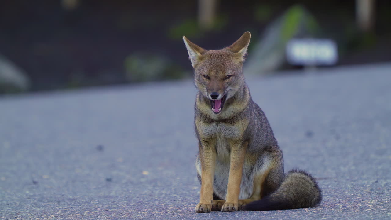 Sleepy Fox on a Road