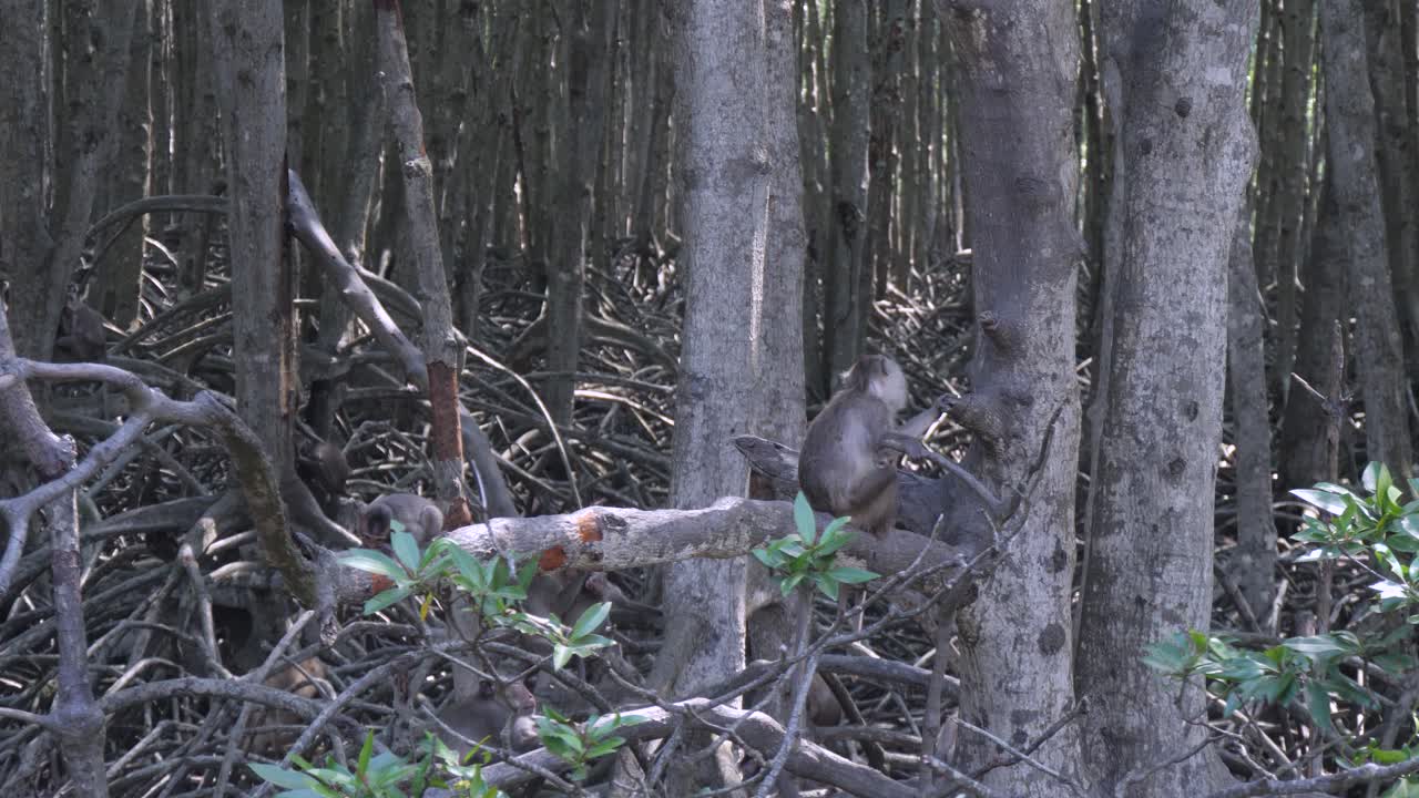 Branches arch in tropical embrace, shading the monkeys’ tranquil space