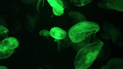 Mesmerizing jellyfish display in vibrant green hues