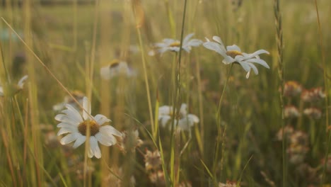 flowers in the meadow at sunset