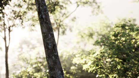 Sunbeams-pour-through-trees-in-misty-forest