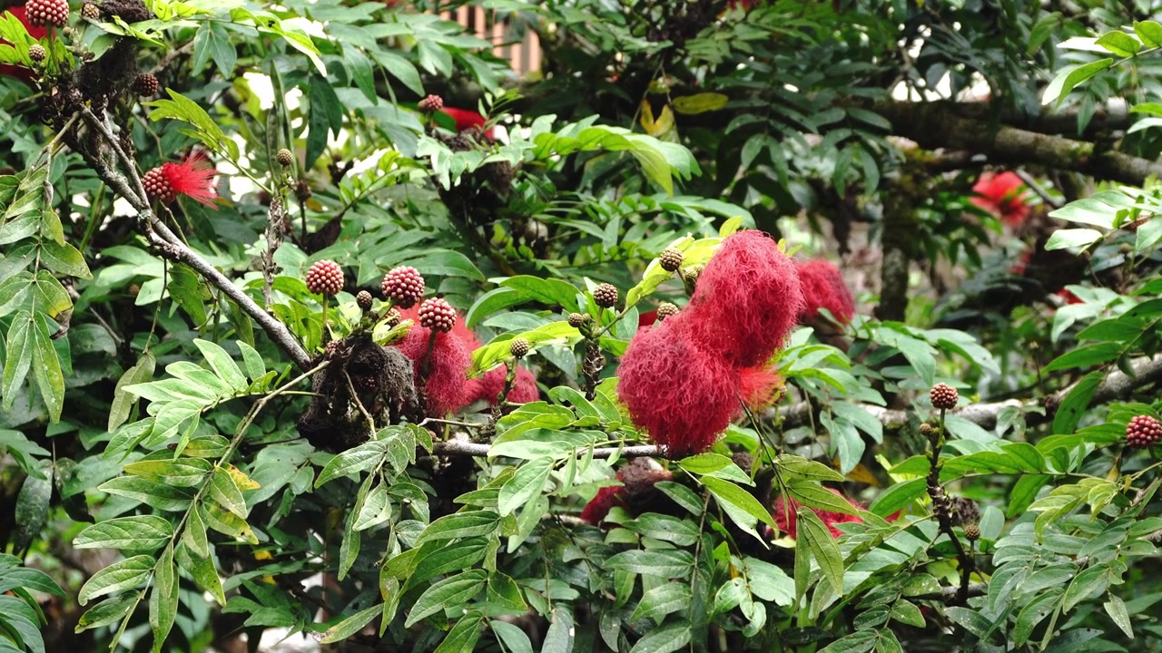 Vivaci fiori rossi a pon-pon sbocciano su un rigoglioso ramo d'albero verde, mettendo in mostra petali piumati contro un morbido sfondo naturale