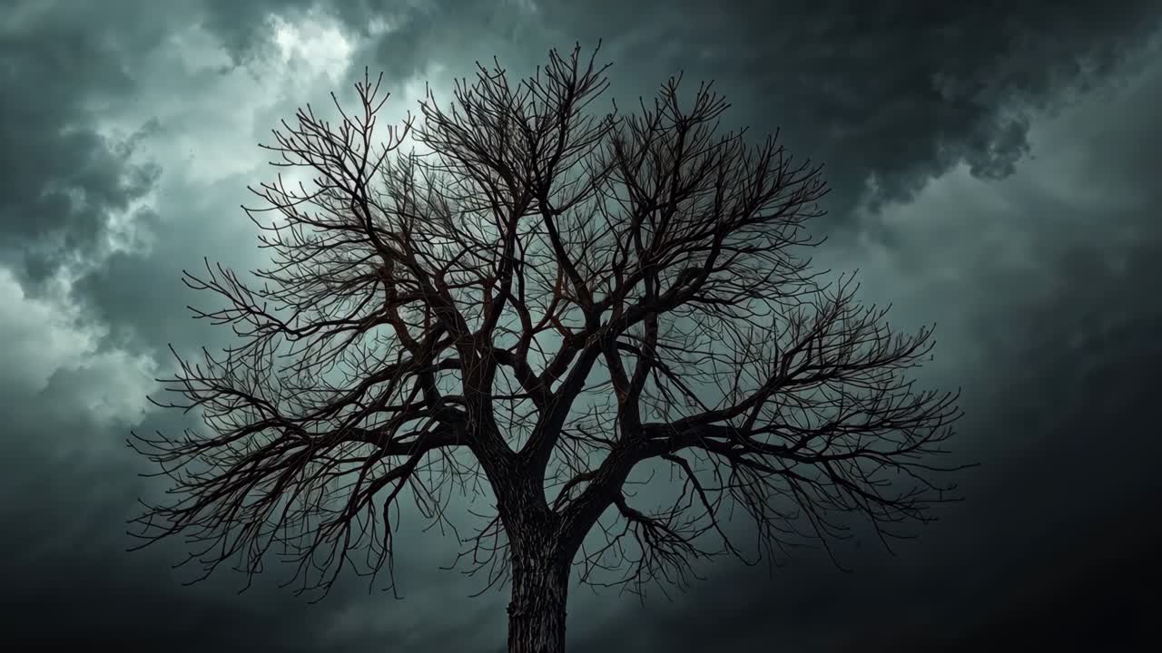 A dark tree against a stormy sky