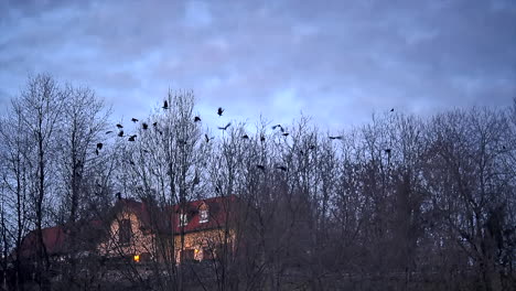 Bevy-birds-raven-sitting-on-trees-in-front-of-dark-clouds-and-start-to-fly