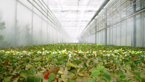 roses sprouts growing in flower greenhouse