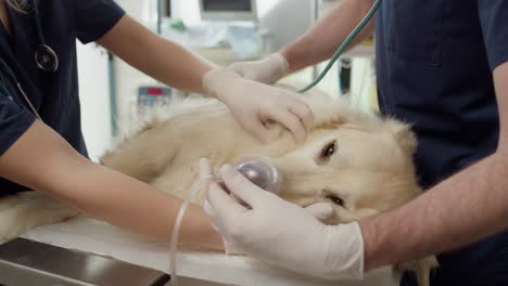 close up of doctor's anaesthetising the dog on the table.