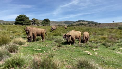 Herd-of-majestic-European-bison-grazing-quietly-and-peacefully-in-meadow