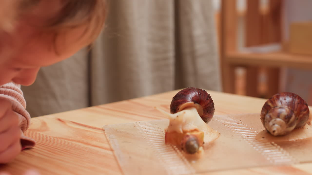 교실 과학 시간 동안 달팽이의 행동을 관찰하는 유치원생의 클로즈업 사진이에요. 거대한 달팽이가 나무 테이블 위의 투명한 쟁반에 놓인 사과 조각을 기어 다니며 먹이를 먹는 모습을 보고 있어요.
