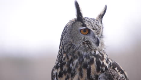 Eagle-owl-on-bright-sky-background