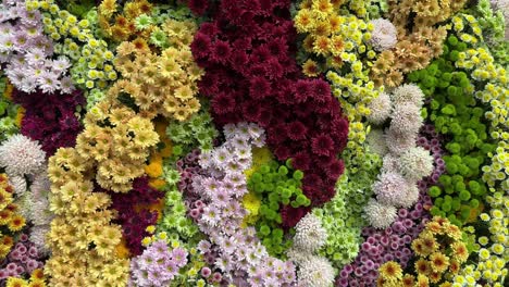 Blooming-and-captivating-view-of-the-field-of-colourful-chrysanthemum-flowers