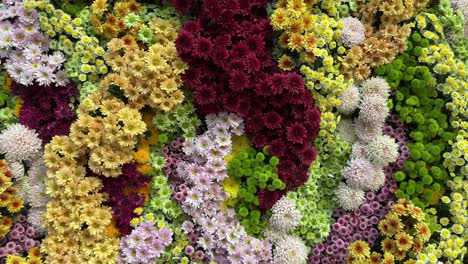 vista floreciente y cautivadora del campo de coloridas flores de crisantemo