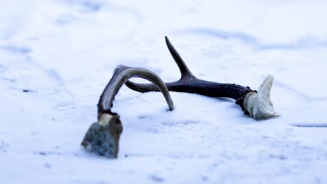 closeup video of deer antlers lying on a snow cold surface