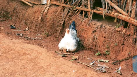 young chicks peeking out from underneath their mom as she sits in the dirt