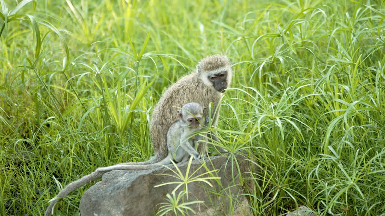 mono vervet madre con un bebé sentado en la roca rodeado de plantas verdes en mzima springs en el parque nacional tsavo, kenia
