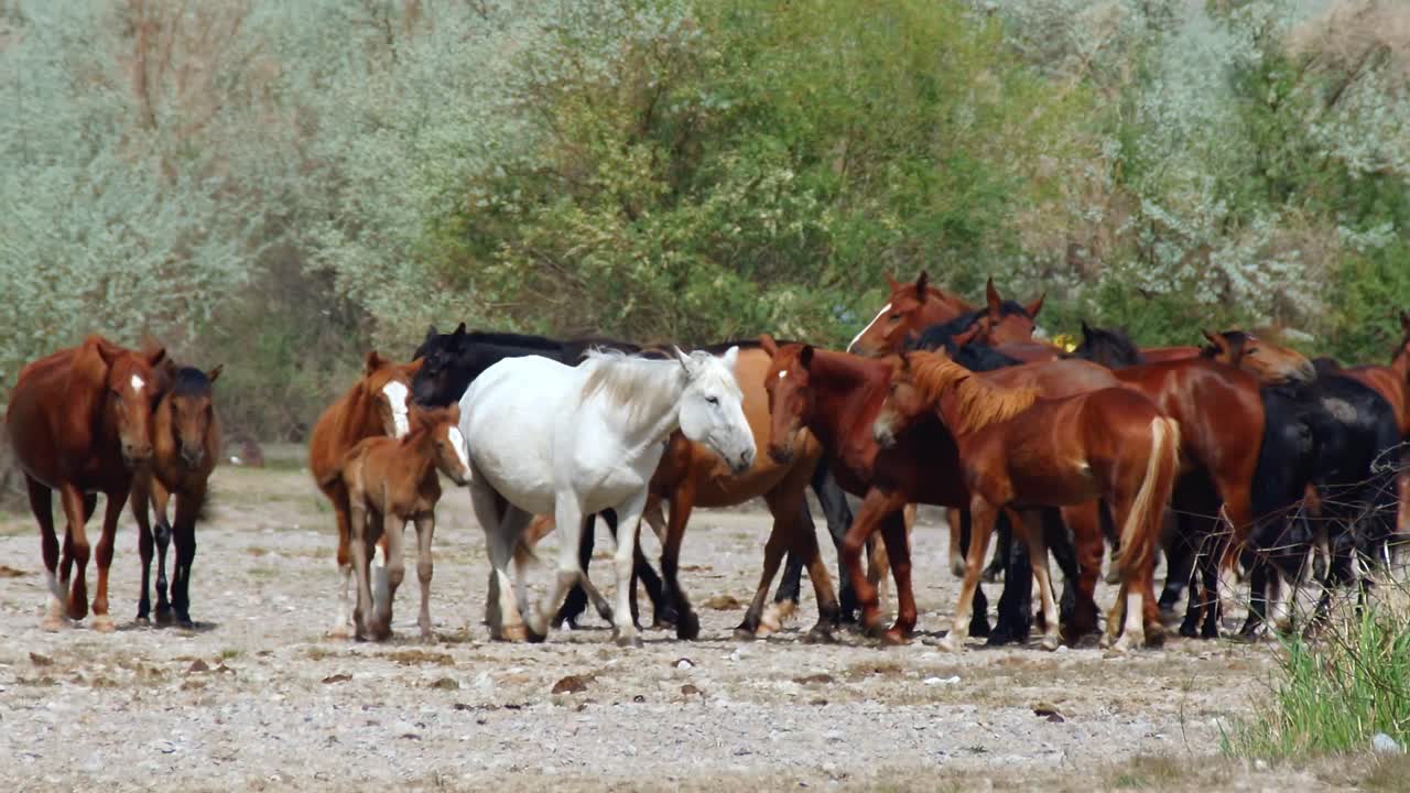 el espíritu indomable de los caballos salvajes, ganado domesticado, mientras vagan libremente en el calor del verano
