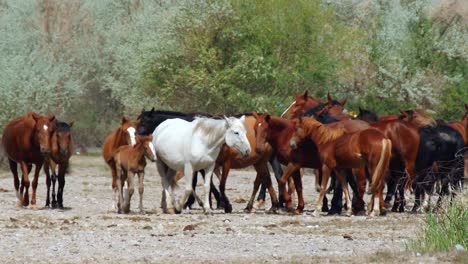 El-Espíritu-Indómito-De-Los-Caballos-Salvajes,-Ganado-Domesticado,-Que-Deambulan-Libremente-En-El-Calor-Del-Verano