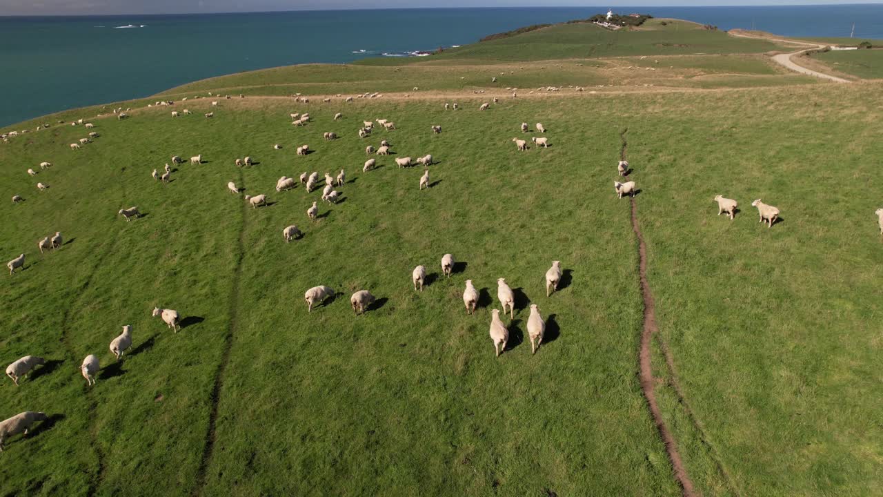양 들 은 초원, 뉴질랜드, 해안 의 농경지 에서 먹이 를 먹고 있다