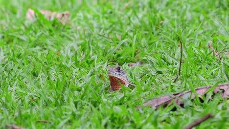 Lagarto-Mariposa-De-Ojos,-Leiolepis-Ocellata,-Santuario-De-Vida-Silvestre-Huai-Kha-Kaeng,-Tailandia