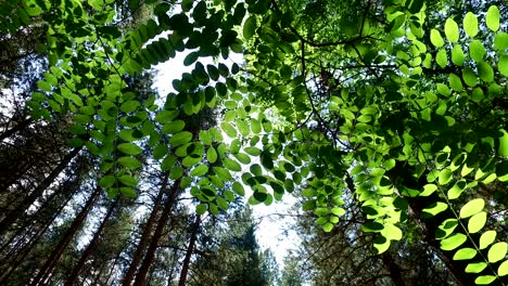 Sun Glimmering through Ferns tracking, dolly shot, 4k