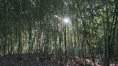 tranquila escena del bosque de bambú con el sol brillando en la lente