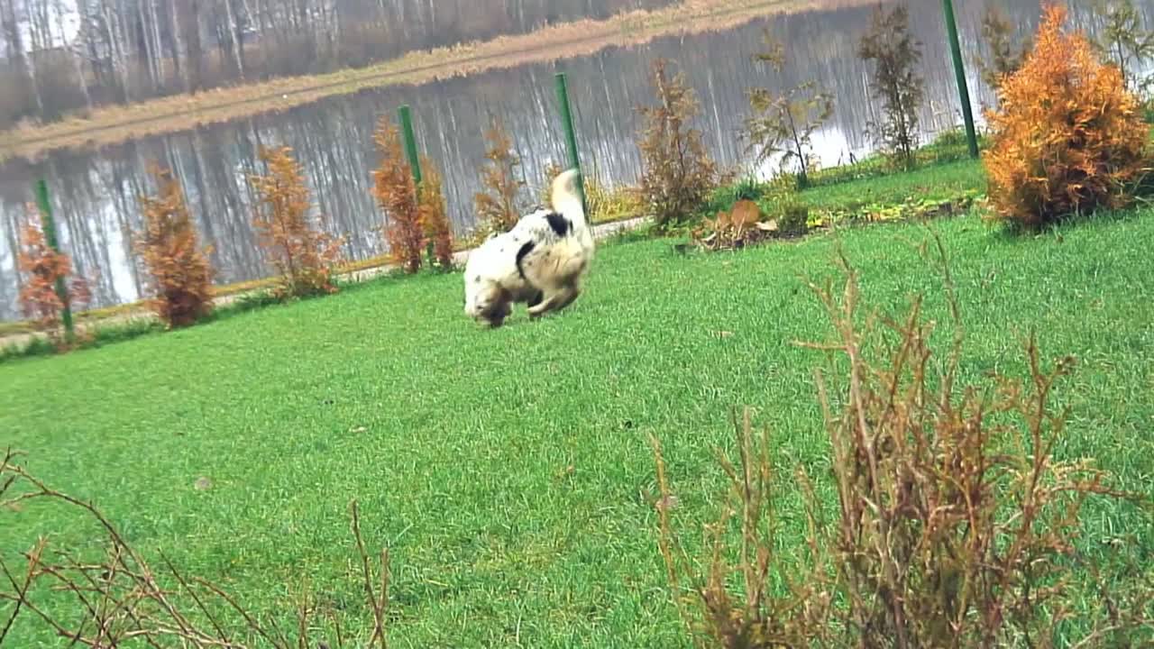 눈 주위가 검은색인 점박이 흰색 개는 장난스럽게 풀밭에서 논다-1