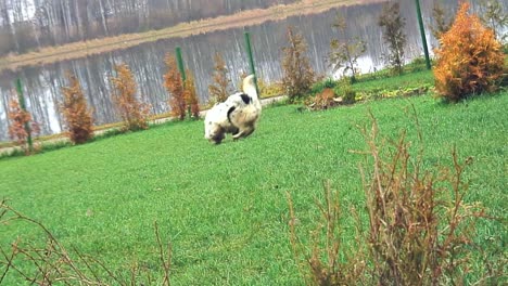 perro blanco manchado con negro alrededor del ojo juega juguetonamente en la hierba-1