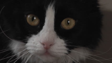 un gato blanco y negro mira atentamente