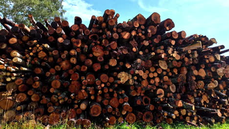 vista de perfil de troncos de madera apilados unos sobre otros en el bosque después de la deforestación
