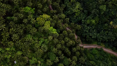 Aerial-View-of-Tropical-Forest-with-a-Dirt-Road-Going-through-it-on-Fatu-Hiva-Island-Marquesas-South-Pacific-French-Polynesia