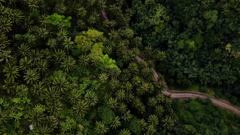 vista aérea de un bosque tropical con un camino de tierra que lo atraviesa en la isla de fatu hiva marquesas sur del pacífico polinesia francesa