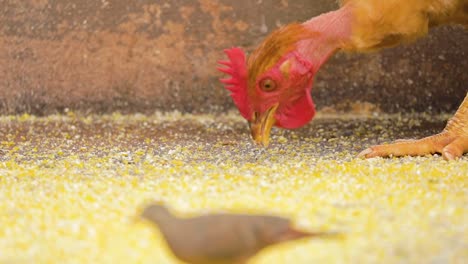 close up on chicken eating corn in slow motion 120fps
