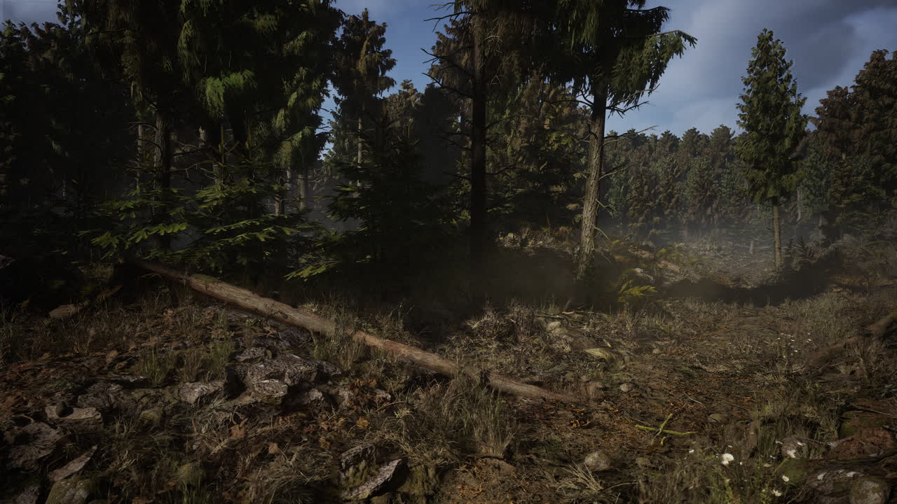 bosque de abetos en el día de verano