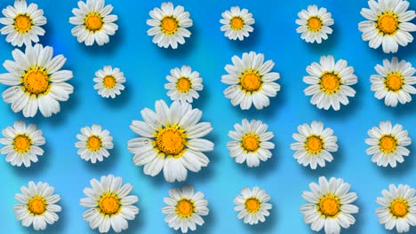 beautiful summer animated floral background