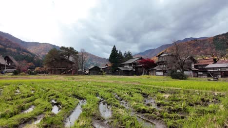 traditional gassho style farmhouses of shirakawa go village are bordering flooded rice fields in late autumn, japan