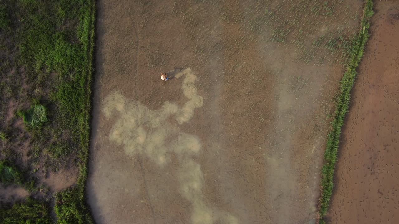 imagen aérea que se acerca a un agricultor que cultiva un campo de arroz en el sureste de asia