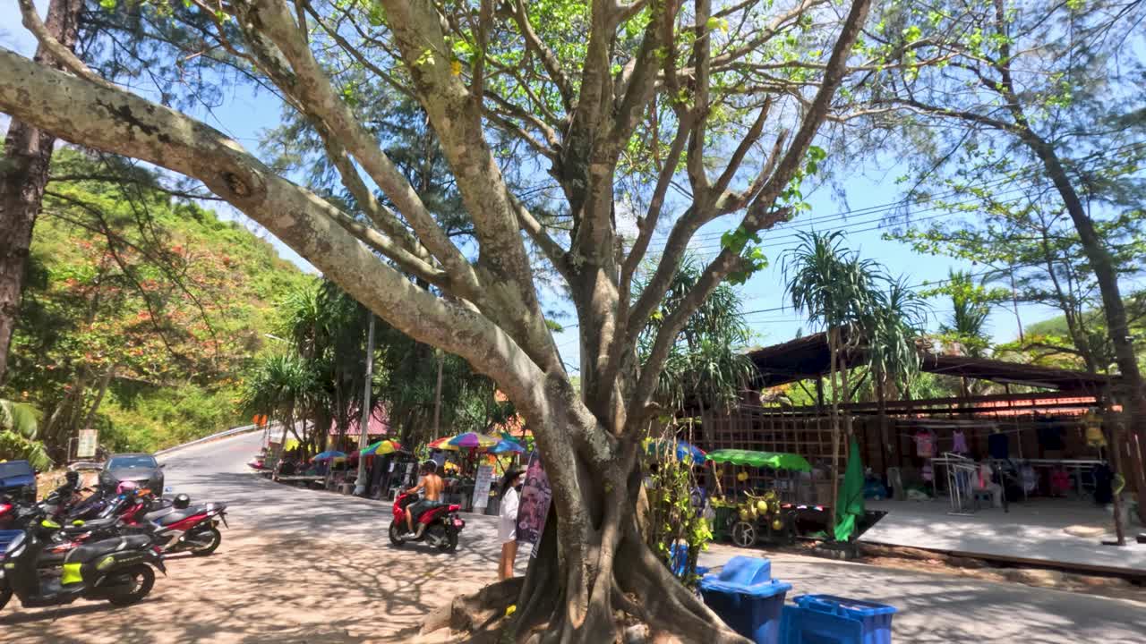 A serene scene of a tree with sunlight filtering through leaves, mopeds parked nearby, captured in Phuket, Thailand