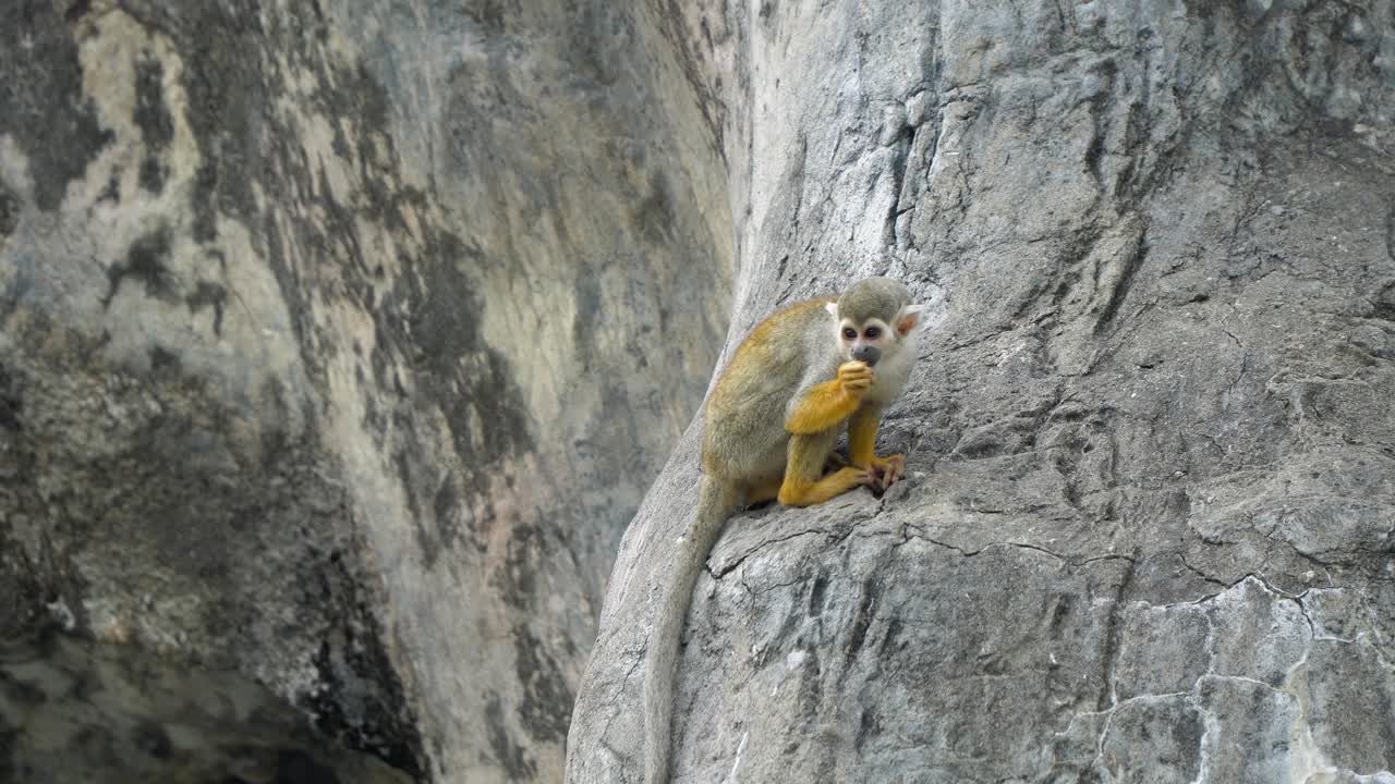 Saimiri seduto su una scogliera rocciosa nella natura selvaggia e che mangia noci