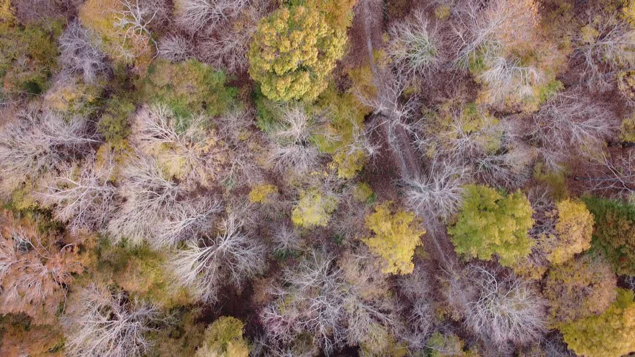 drone volando sobre las copas de los árboles del bosque en colores otoñales