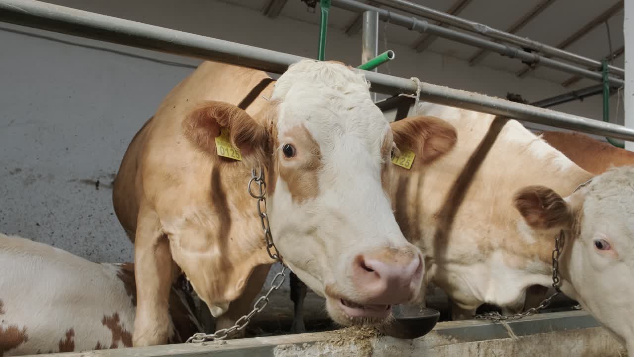 establo moderno con vacas lecheras comiendo heno