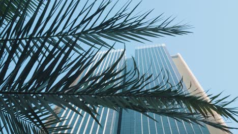 revealing shot of a skyscraper behind palm trees in dubai