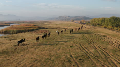 Luftaufnahme-Von-Wildpferden,-Die-Bei-Sonnenaufgang-Auf-Wiesen-In-Kayseri,-Kappadokien,-Türkei,-Laufen